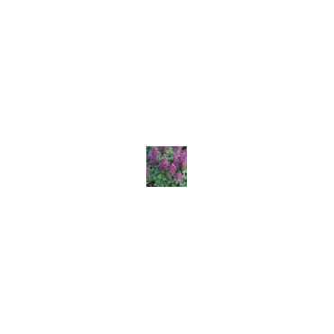 Corydalis solida 'Purple Bird'