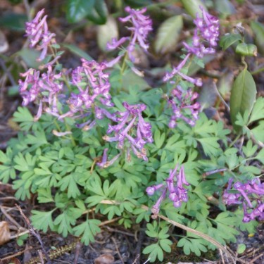 Corydalis solida subsp. solida