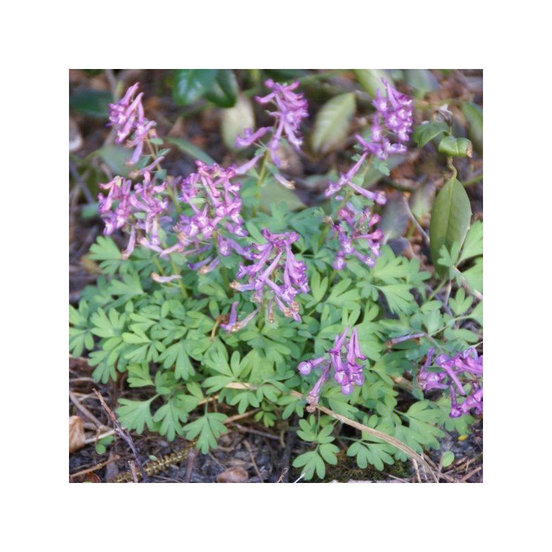 Corydalis solida subsp. solida