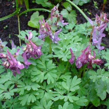 Corydalis solida subsp. solida