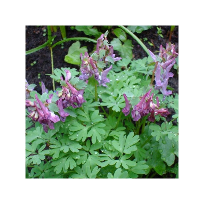 Corydalis solida subsp. solida