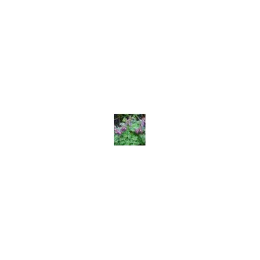 Corydalis solida subsp. solida