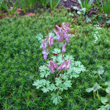 Corydalis solida subsp. solida