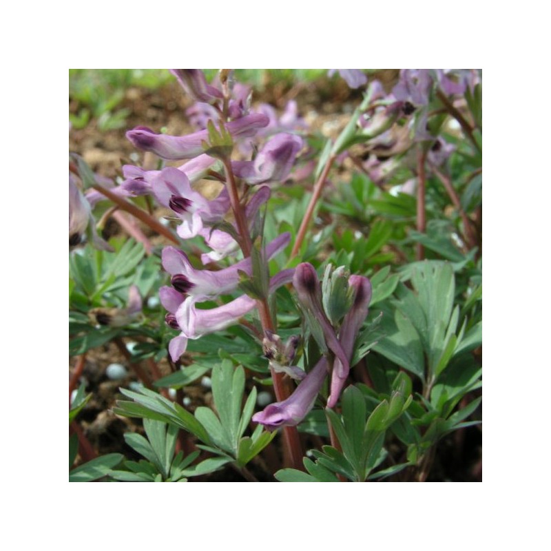 Corydalis paczoskii