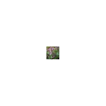 Corydalis paczoskii