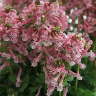 Corydalis solida subsp. solida 'Beth Evans'