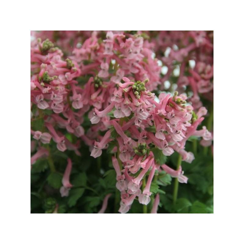 Corydalis solida subsp. solida 'Beth Evans'