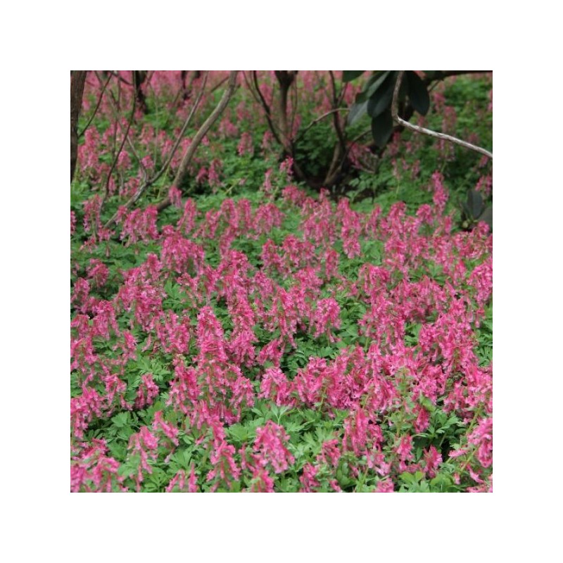 Corydalis solida subsp. solida 'Beth Evans'