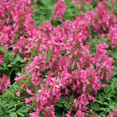Corydalis solida subsp. solida 'Beth Evans'