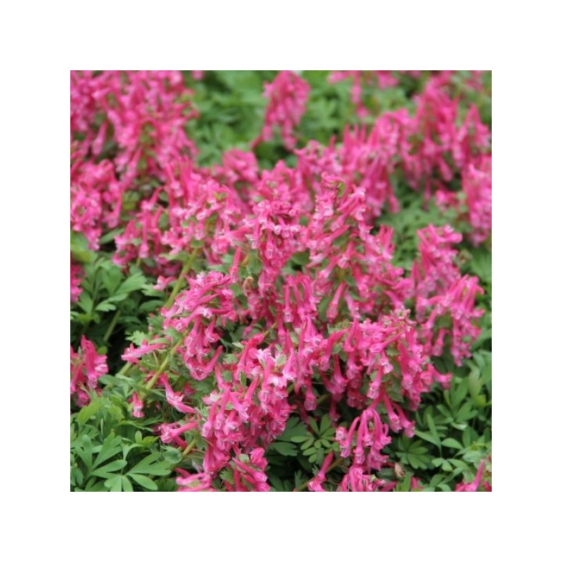 Corydalis solida subsp. solida 'Beth Evans'