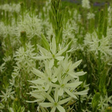 Camassia leichtlinii 'Alba'