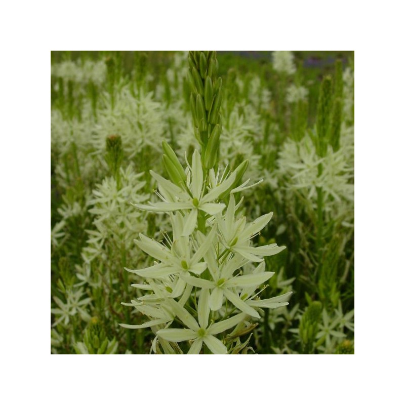Camassia leichtlinii 'Alba'