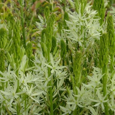 Camassia leichtlinii 'Alba'