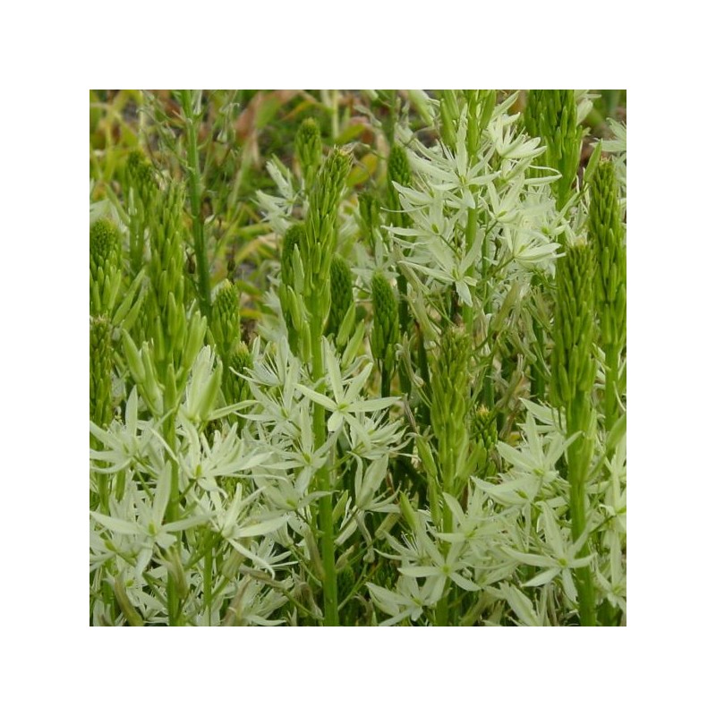 Camassia leichtlinii 'Alba'
