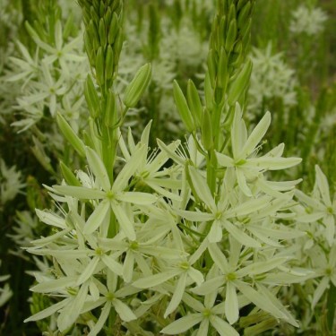 Camassia leichtlinii 'Alba'