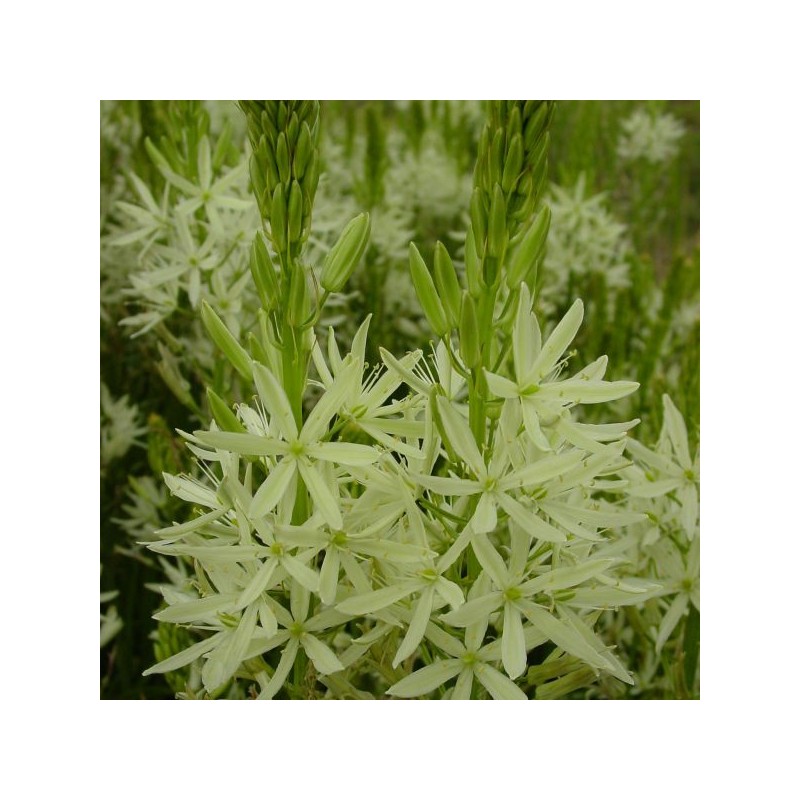 Camassia leichtlinii 'Alba'