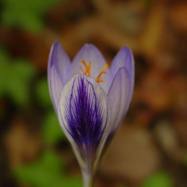 Crocus cancellatus subsp. cancellatus