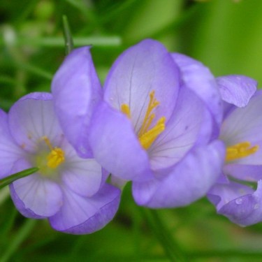 Crocus goulimyi