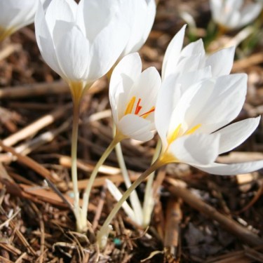 Crocus hadriaticus