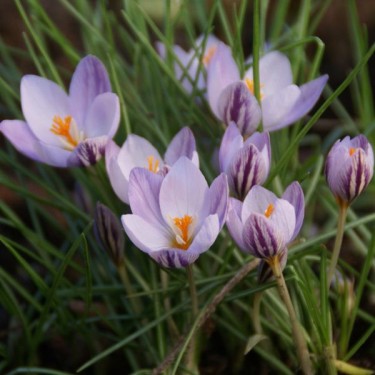 Crocus laevigatus 'Fontenayi'