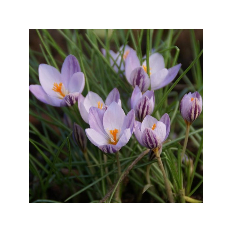 Crocus laevigatus 'Fontenayi'