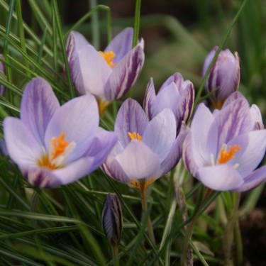 Crocus laevigatus 'Fontenayi'