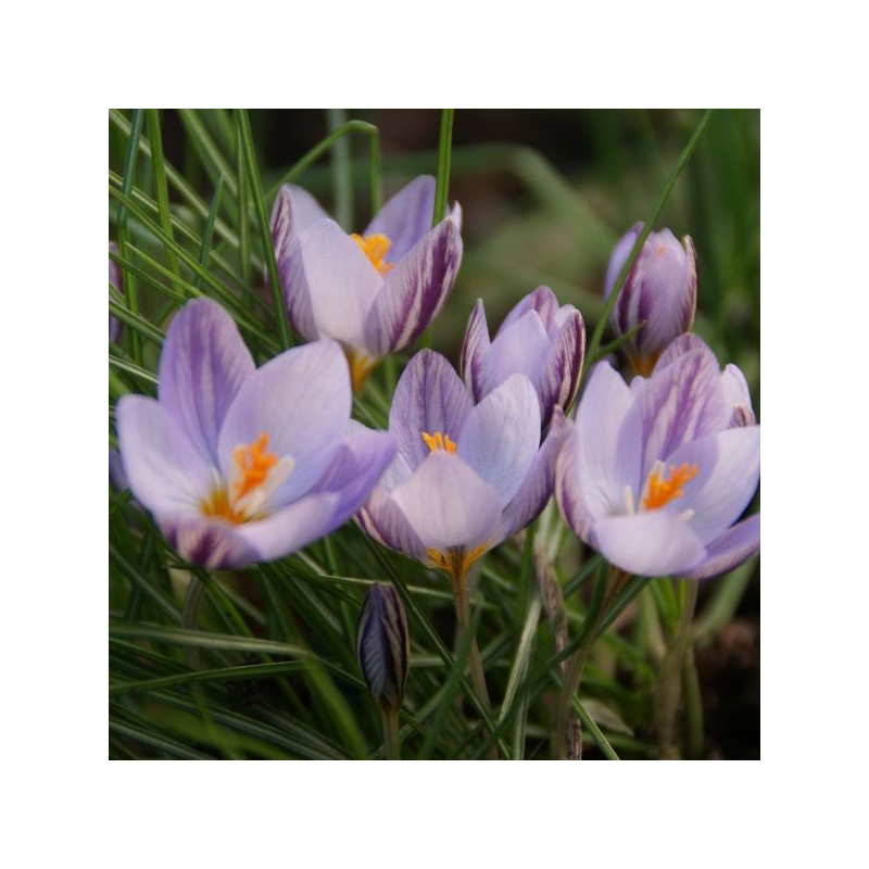 Crocus laevigatus 'Fontenayi'