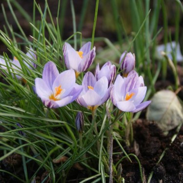 Crocus laevigatus 'Fontenayi'