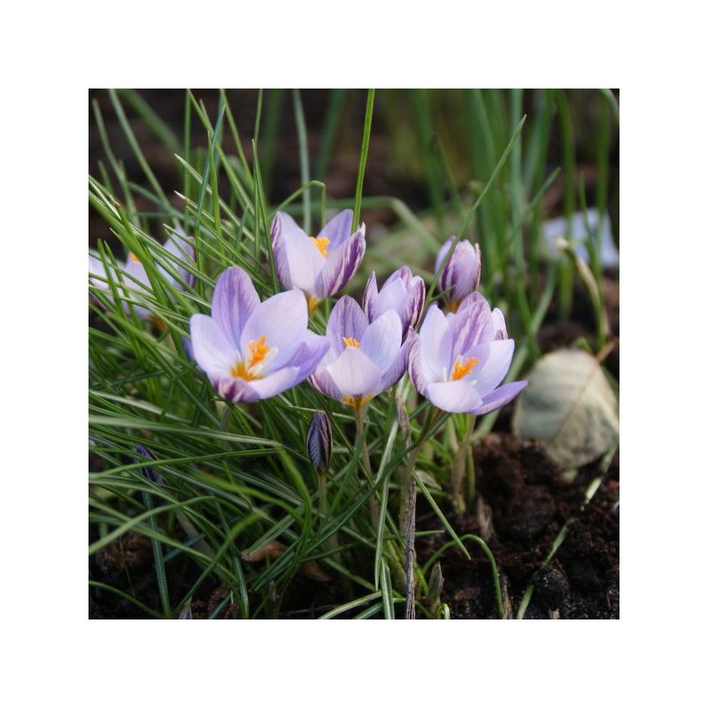Crocus laevigatus 'Fontenayi'