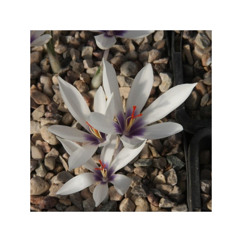Crocus mathewii