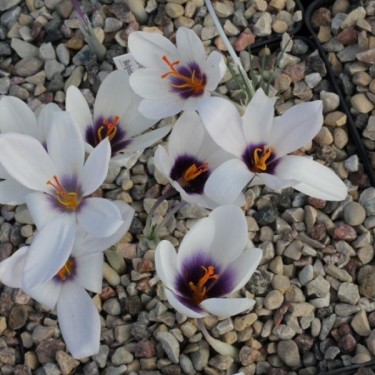 Crocus mathewii