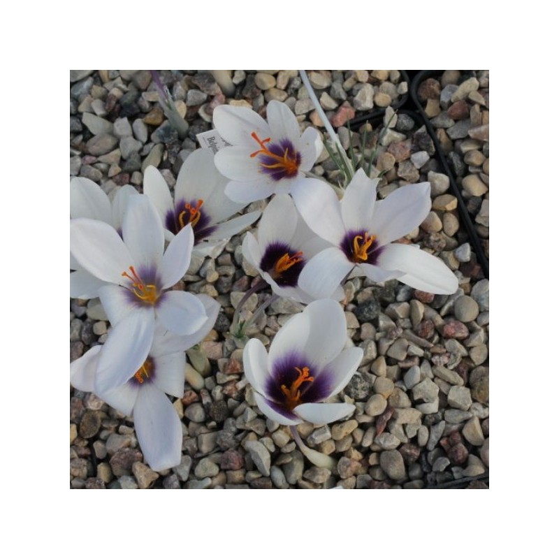 Crocus mathewii