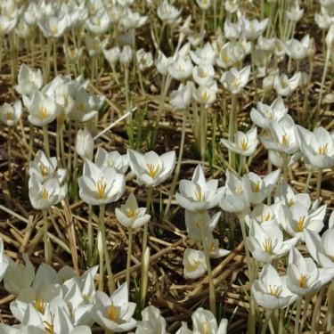 Crocus goulimyi 'Mani White'