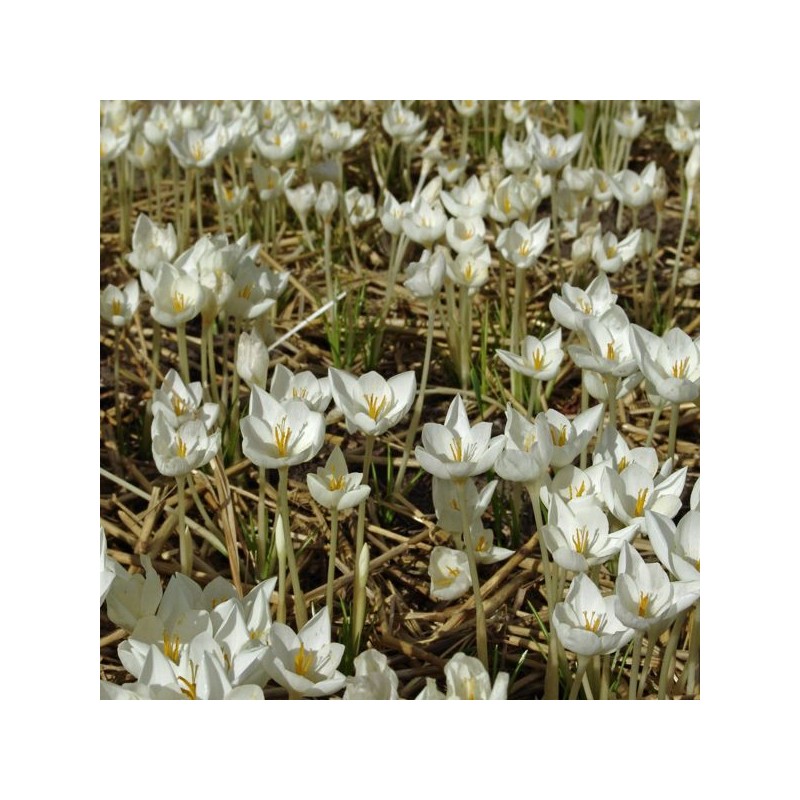 Crocus goulimyi 'Mani White'