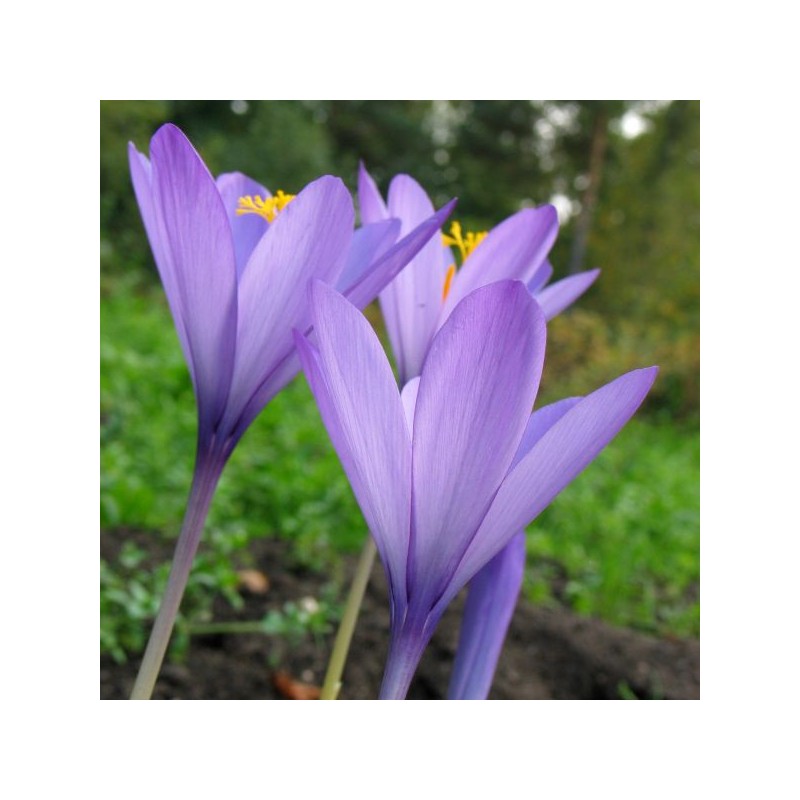 Crocus nudiflorus