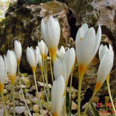 Crocus ochroleucus