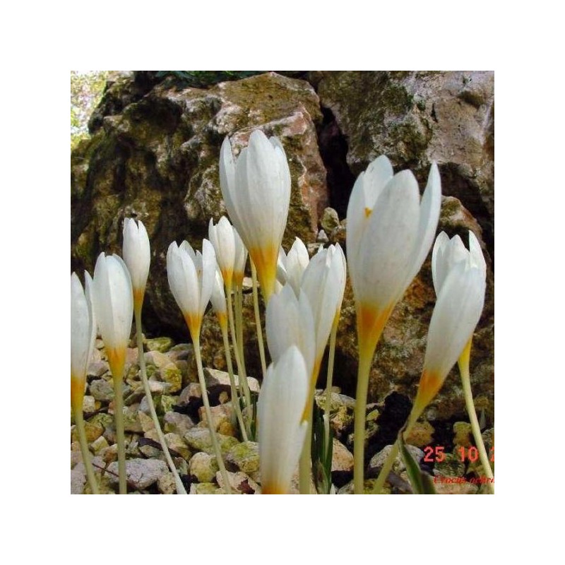 Crocus ochroleucus