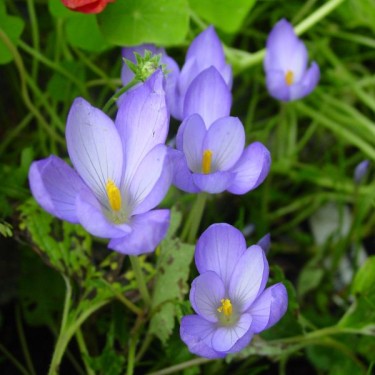 Crocus goulimyi