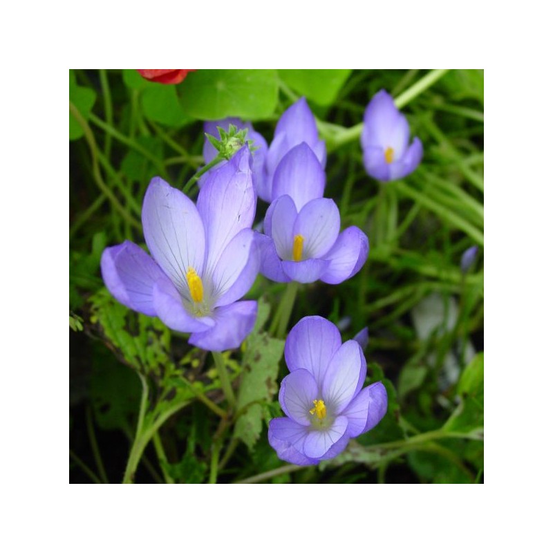Crocus goulimyi