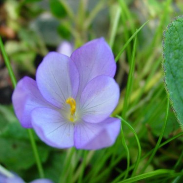 Crocus goulimyi