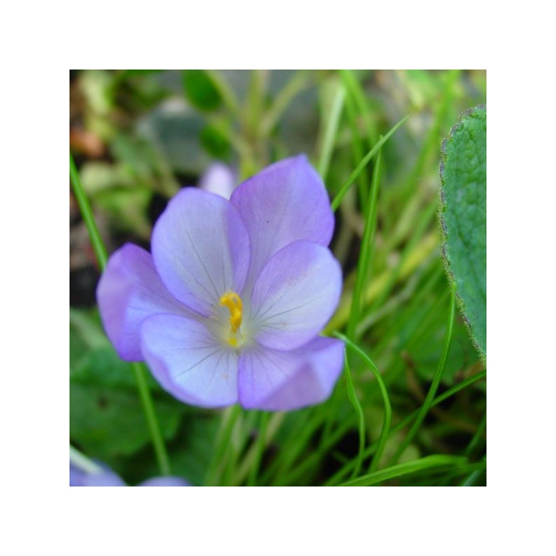 Crocus goulimyi
