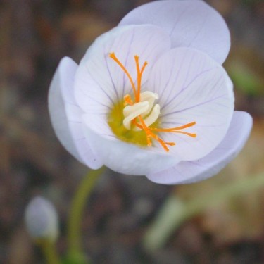 Crocus pulchellus 'Zephyr'