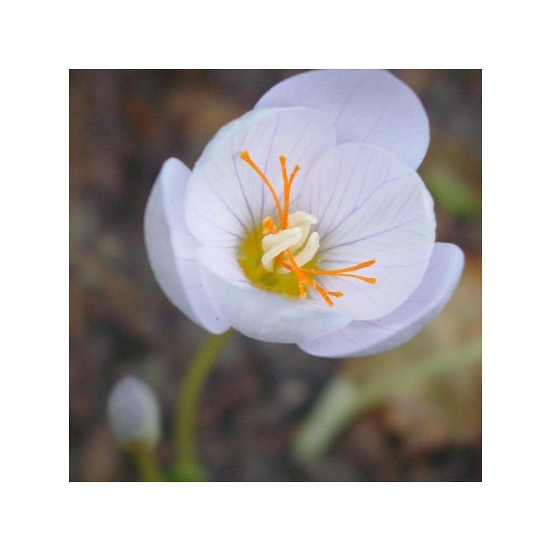 Crocus pulchellus 'Zephyr'