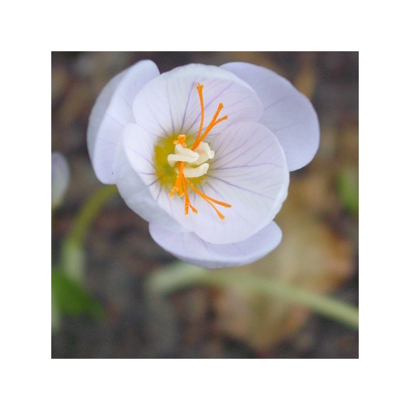 Crocus pulchellus 'Zephyr'