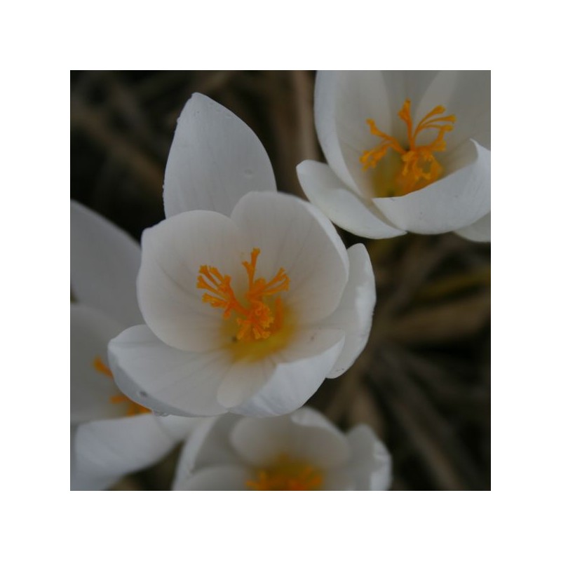 Crocus speciosus subsp. speciosus 'Albus' 