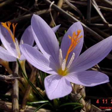 Crocus tournefortii