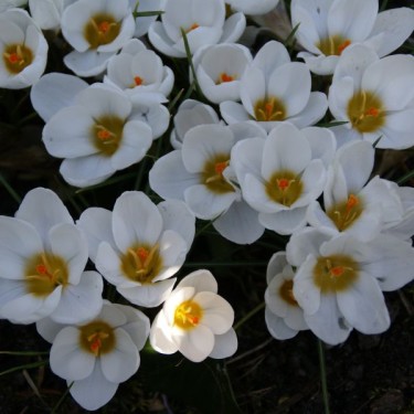 Crocus 'Ard Schenk'
