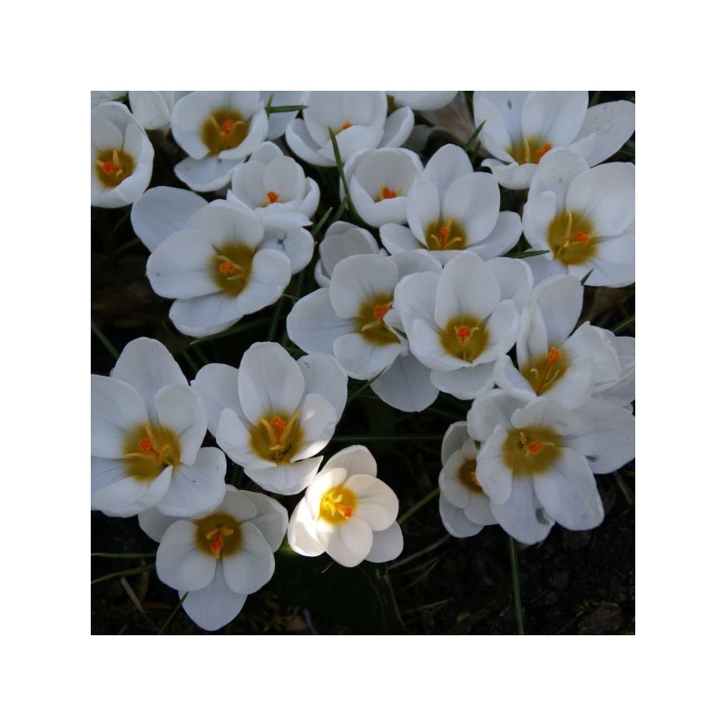 Crocus 'Ard Schenk'