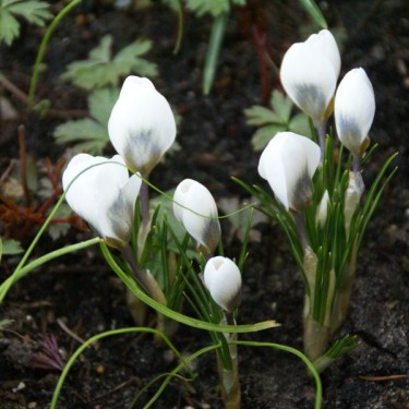 Crocus 'Ard Schenk'