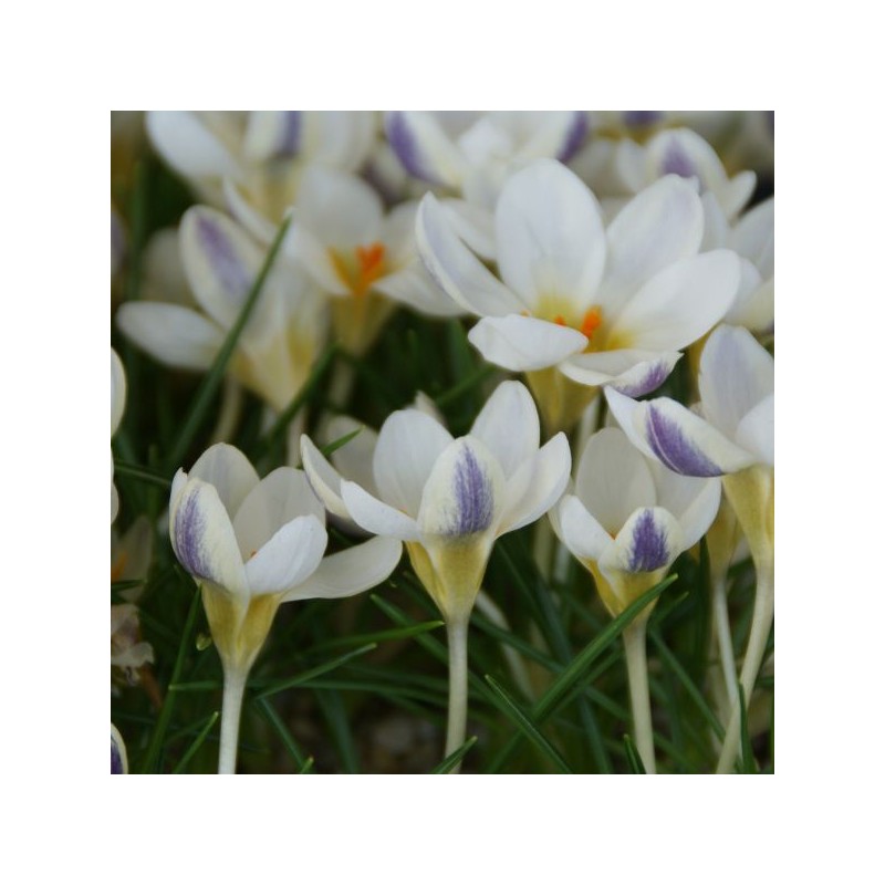 Crocus 'Blue Bird'